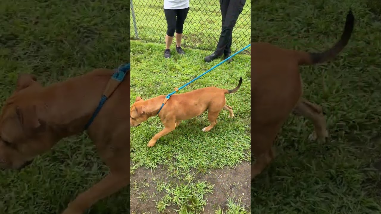 Meet MIMI - Sweet and petite, 3-4 yr old CUDDLEBUG - COURTESY POSTING / WAYNE NJ, a ADOPTABLE American Staffordshire Terrier in Clifton, NJ video 2/6