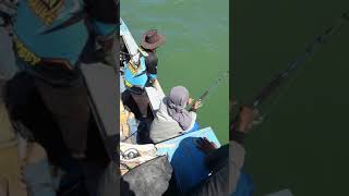 preview picture of video 'Strike pertama ikan MUBARA(GT) Kumbe Merauke-Papua'