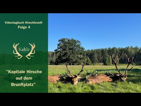 Kapitale Hirsche auf dem Brunftplatz - Hirschbrunft in Pommern