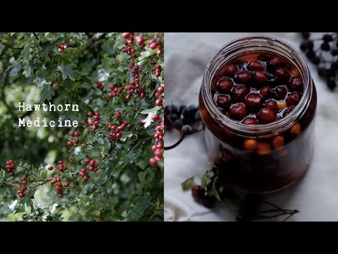 Hawthorn Berry Herbal Medicine Making | Oxymel & Syrup