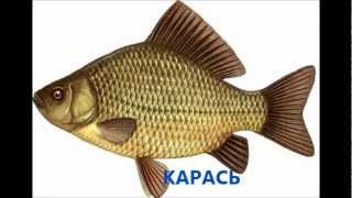 Базы для рыбалка на онежском озере с берега