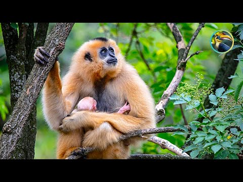 LAOS' MOST ENDANGERED ANIMALS: Lar Gibbon and Yellow-Cheeked Gibbon