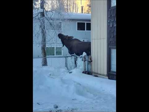 KLS vol.1 koj ib leeg mix Moua