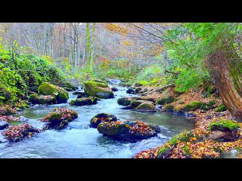 4K HDR Amazing forest colors in autumn. Relaxing river sounds.
