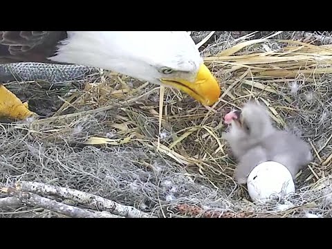 AEF-Eagles~ Dad is feeding the little N24-ZOOM to egg#2~4:28 pm 2021/02/09