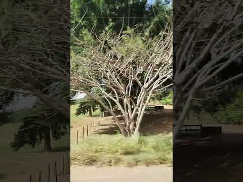 BR-418, Posto Kaladão, Carlos Chagas-MG