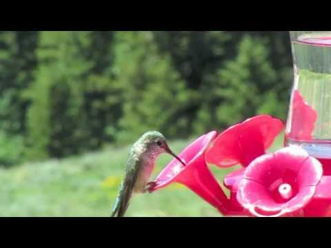 Humming Bird in slow motion