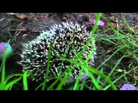 Igelkotten i trädgården