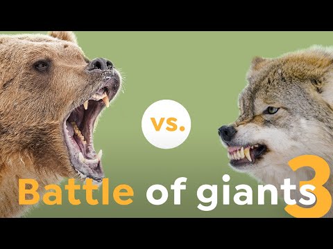 How these Wolves Challenged the Mighty Brown Bear I Nature is Brutal