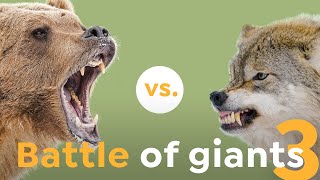 How these Wolves Challenged the Mighty Brown Bear I Nature is Brutal