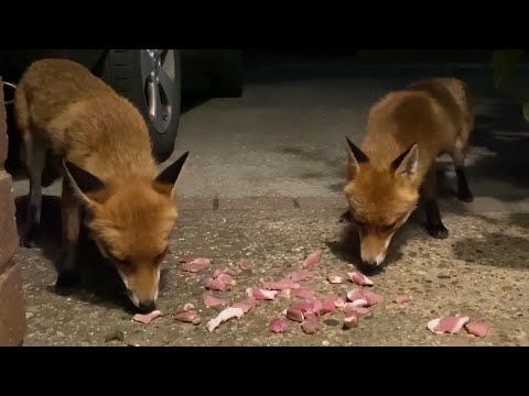 The Foxes: 05/07/23 @permvw