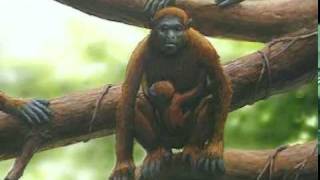 BiOLOGY (4th video) -- PLANET OF LiFE (apes to man)