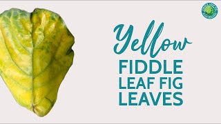 Why Are My Fiddle Leaf Fig Leaves Turning Yellow? | Fiddle Leaf Fig Plant Resource Center