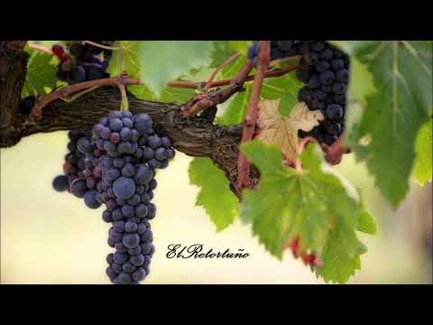 DÚO Castro - González / Alegría De Verte (tonada)