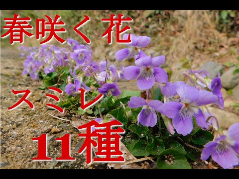 園芸 親スミレ、白スミレ、アゲハスミレ