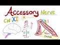 Accessory Nerve The 11th Cranial Nerve CN XI Neuroanatomy