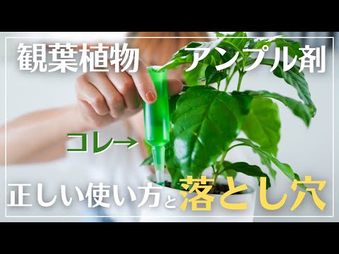 青緑のラッシュ 植物