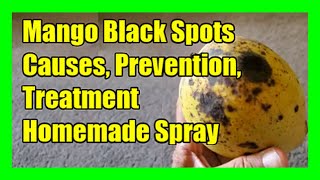 How to Prevent and Treat Black Spots on Mango Leaves & Fruit | Bacterial & Fungal Diseases