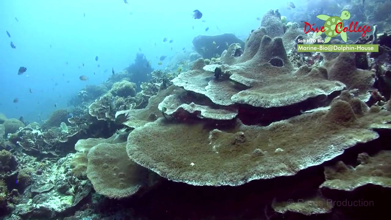 Dive into serenity where the reef meets the deep - Talisay’s underwater canvas.