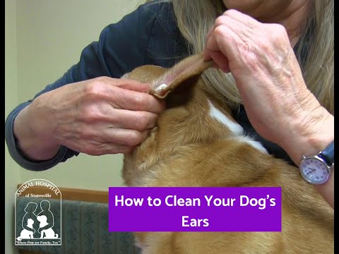How to Clean your Dog's Ears