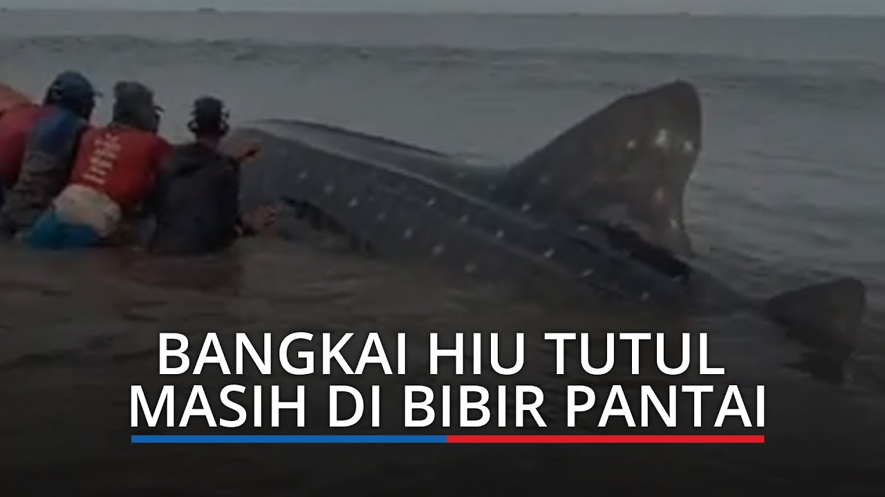 Hiu Paus Tutul yang Terdampar di Pantai Pesisir Selatan akan Dikubur