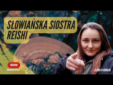 Ganoderma applanatum - Reishi's Slavic sister