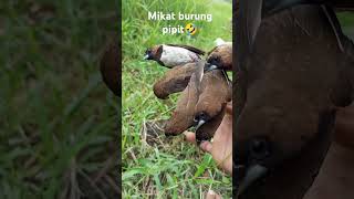 Download lagu mikat burung emprit#shortvideo #birds #emprit. mp3
