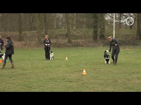 GLD Nieuws 23 maart 2019 - Zaterdag 23 maart