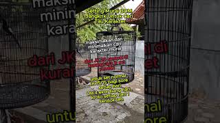 Download lagu settingan BOM jangkrik murai batu agar gacor  #muraibatu mp3