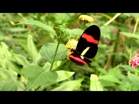 Schmetterlingspark in Saßnitz