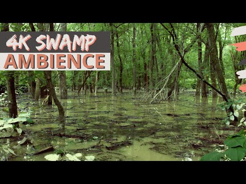 4K Swamp Ambience | 3 Hours of Late Summer Swamp Sounds of Forest Birds, Crickets, Cicadas and More