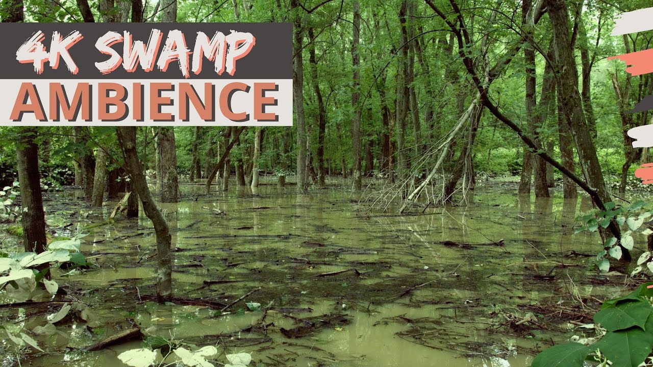 4K Swamp Ambience | 3 Hours of Late Summer Swamp Sounds of Forest Birds, Crickets, Cicadas and More