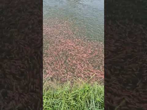 Cá Điêu Hồng Đơn Tính Toàn Đực - Traiechphatdat.com