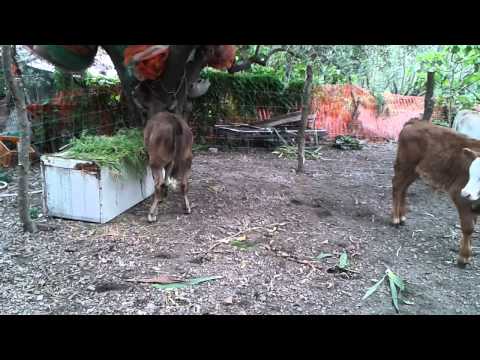 Vitellini  che giocano