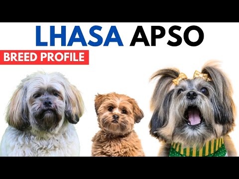 Lhasa Apso Breed Profile History - Price - Traits - Lhasa Apso Dog Grooming Needs - Lifespan