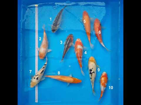 Video pregled koi ribe