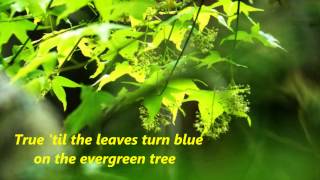 Evergreen Tree -Cliff Richard 。
