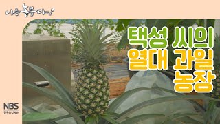 [나는농부다 227회] 택성 씨의 열대 과일 농장