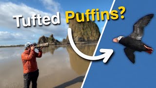 Chasing TUFTED PUFFINS at Haystack Rock | Birding Coastal Oregon