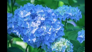 Microbiota vulvo-vaginale: gli effetti protettivi della pillola contraccettiva