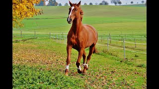 パドック予想で競馬実況.2024.1.21