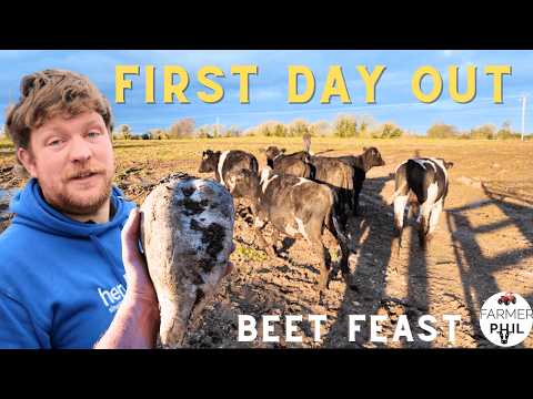 First Cattle of the Year Finally Let Out!