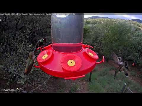 Male Rivoli's Hummingbird Visits Feeder — West Texas Hummingbirds | Perky-Pet | Cornell Lab