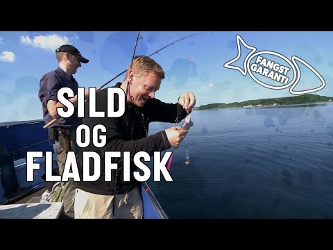 Fiskeri efter sild og fladfisk med Fangstgaranti