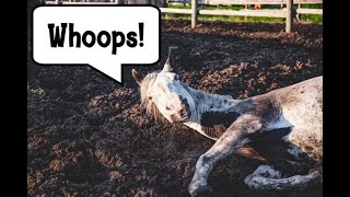 10 Tips for Managing Mud with Horses