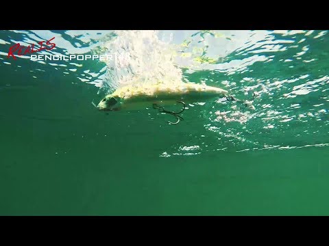DUO`s Lures in Motion: Realis PencilPopper 148