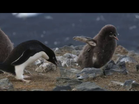 Detroit Zoo | Polar Oceans Research Group - Penguins in Antarctica
