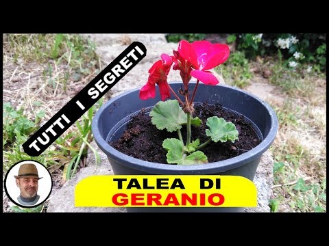 TALEA DI GERANIO tutti i segreti per farla crescere