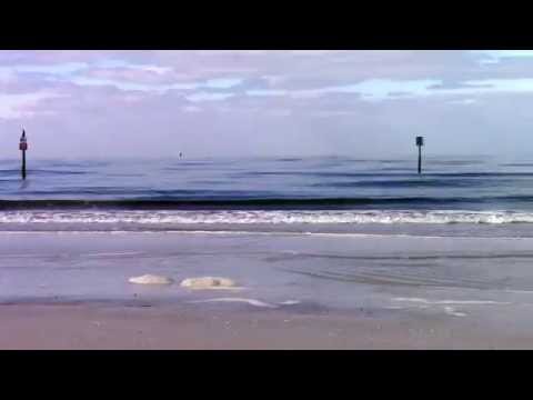 clear water beach (tampa)