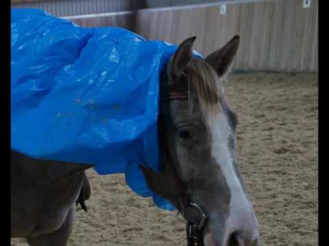 For Sale:****Asterix****